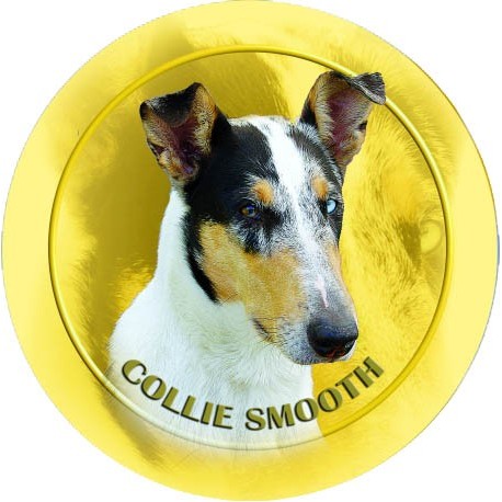 Collie Smooth Collie Smooth