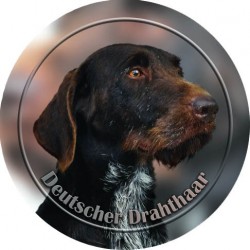 Deutscher Drahthaariger Vorstehhund