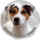 Parson Russell Terrier