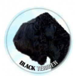 Black Terrier