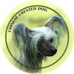 Chinese Crested Dog