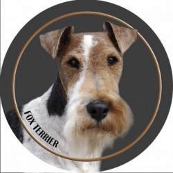 Fox Terrier