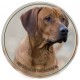 Rhodesian ridgeback 