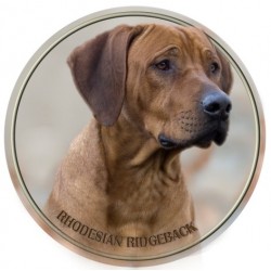 Rhodesian ridgeback 