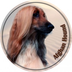 Afghan hound