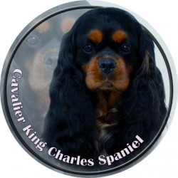Cavalier King Charles Spaniel