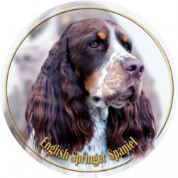 English Springer Spaniel