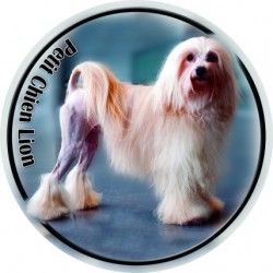 Petit chien lion