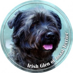 Irish Glen of Imaal Terrier