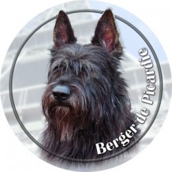 Berger de Picardie