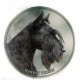 Scottish Terrier
