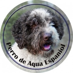 Perro de Agua Español