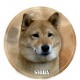Shiba