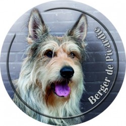Berger de Picardie