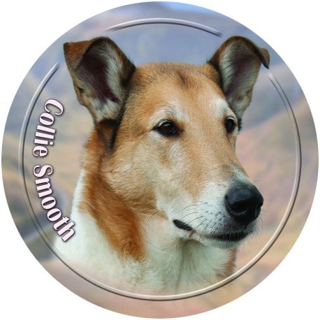 Collie Smooth Collie Smooth