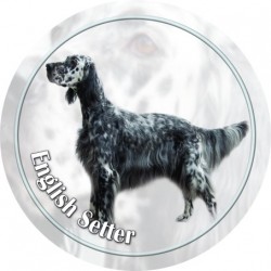 English Setter