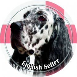 English Setter