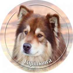 Lappländischer Rentierhund
