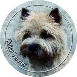 Cairn Terrier