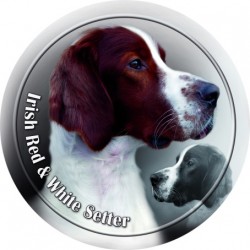 Irish Red and White Setter