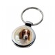 Welsh Springer Spaniel
