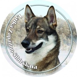 Westsibirischer Laika