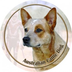 Australian Cattle Dog
