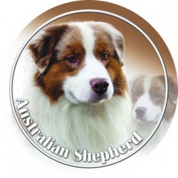 Australian Shepherd