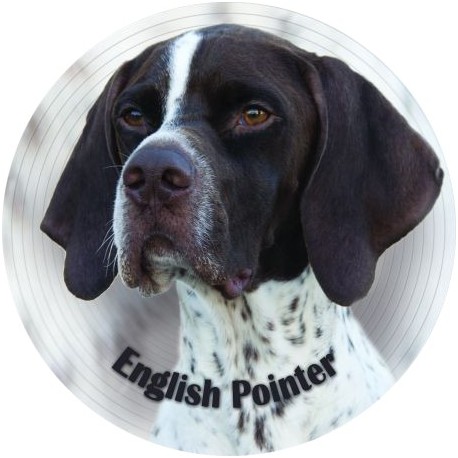English Pointer English Pointer