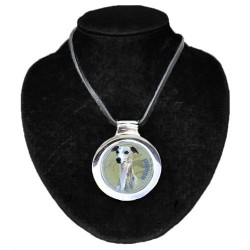 Whippet