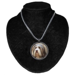 Bearded Collie