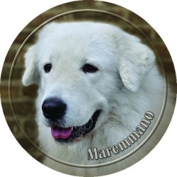 Maremmen-Abruzzen-Schäferhund