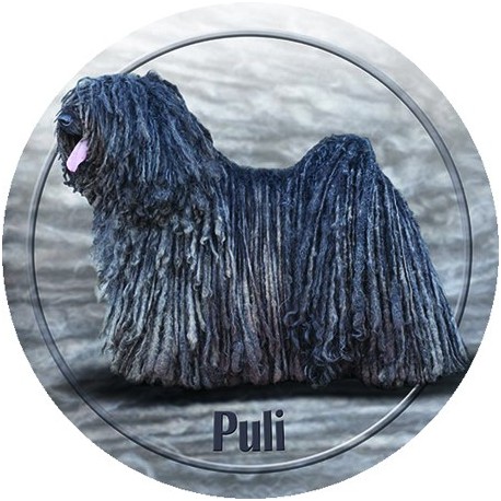 Puli Puli