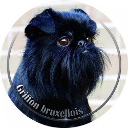 Griffon Bruxellois