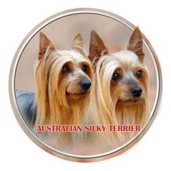 Australian Silky Terrier
