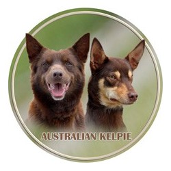 Australian Kelpie