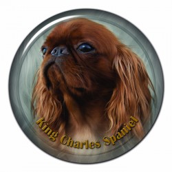 King Charles Spaniel
