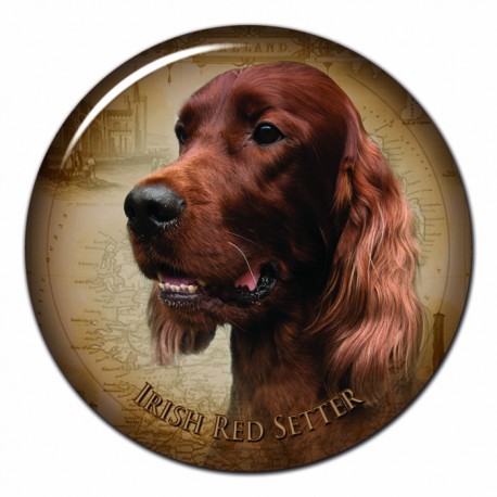 Irish Red Setter Irish Red Setter