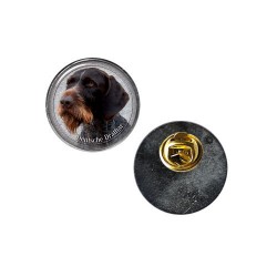Deutscher Drahthaariger Vorstehhund