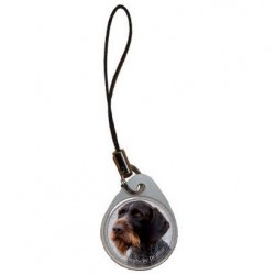 Deutscher Drahthaariger Vorstehhund