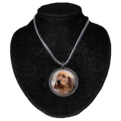 Basset fauve de Bretagne