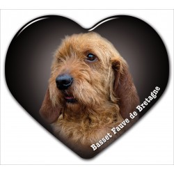 Basset Fauve de Bretagne