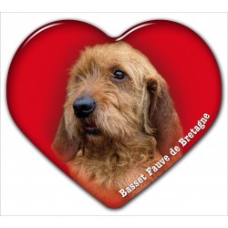 Basset Fauve de Bretagne