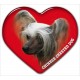 Chinese Crested Dog