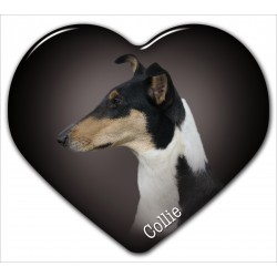 Collie smooth