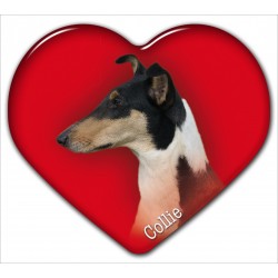 Collie smooth