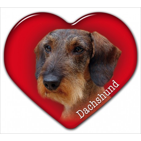 Dachshund Dachshund