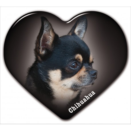 Chihuahua Chihuahua