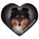 Shetland Sheepdog