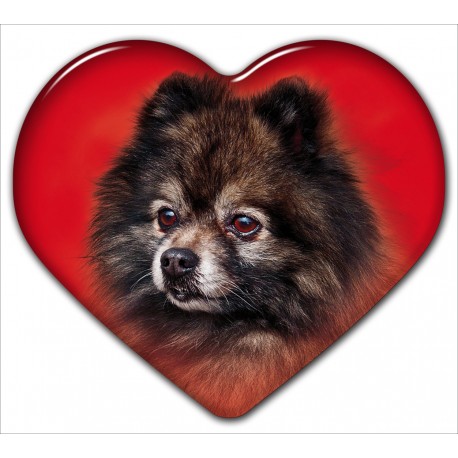 Spitz Spitz